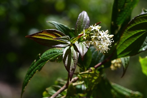 Cornus excelsa (Cornus excelsa)