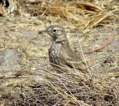 Geositta cunicularia