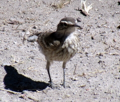 Geositta cunicularia