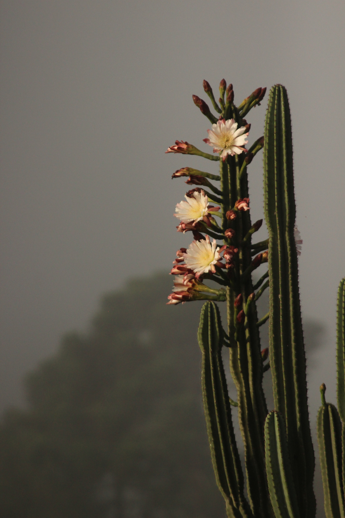 Cereus hildmannianus