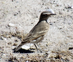 Geositta cunicularia