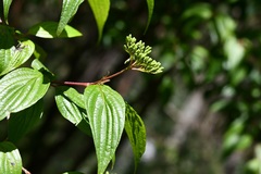 Cornus excelsa
