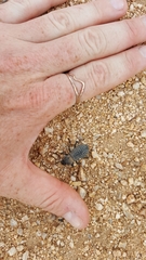 Cryptoglossa variolosa