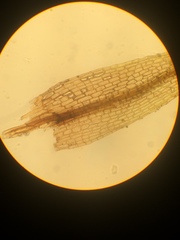 Conostomum tetragonum