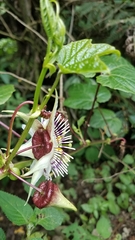 Passiflora exsudans