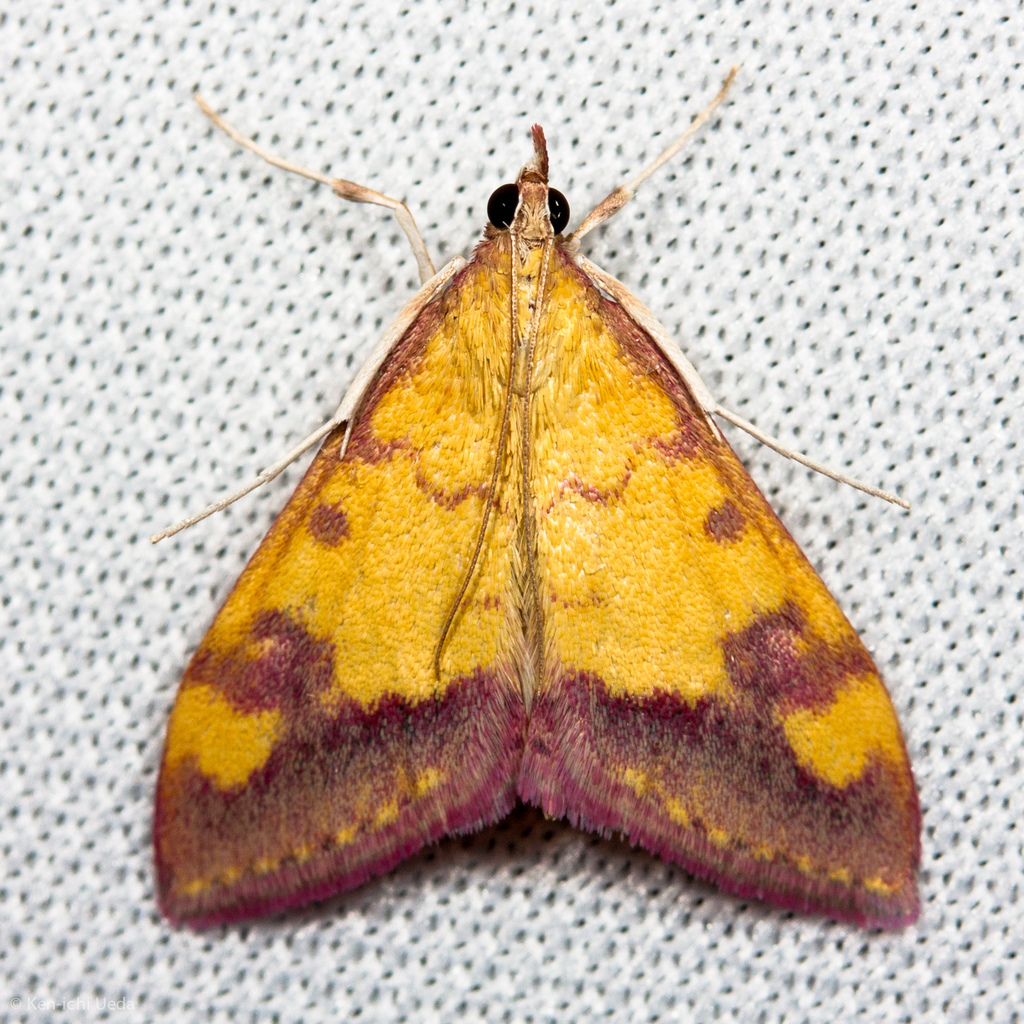 Shasta Pyrausta