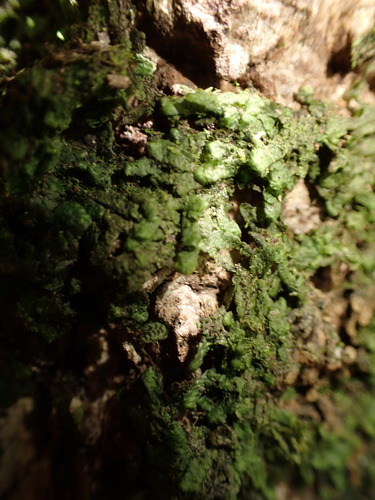 Radula acutangula, 2025-02-02