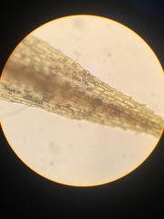 Conostomum tetragonum