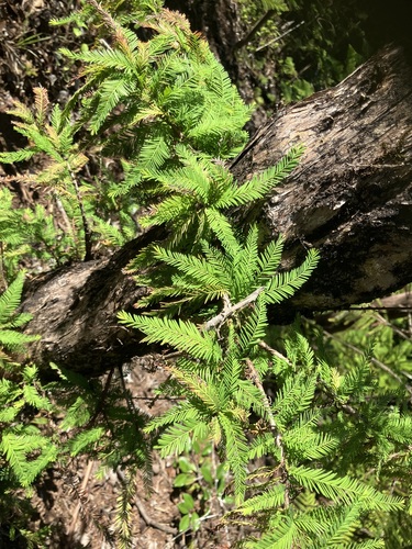 Taxodium observed 2025-02-02