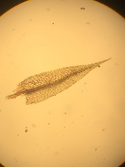 Conostomum tetragonum