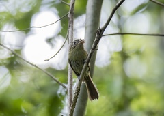 Rhynchocyclus brevirostris