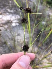 Rhynchospora cephalantha