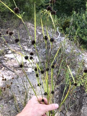 Rhynchospora cephalantha