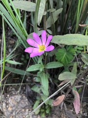 Sabatia dodecandra foliosa