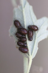 Zygogramma signatipennis