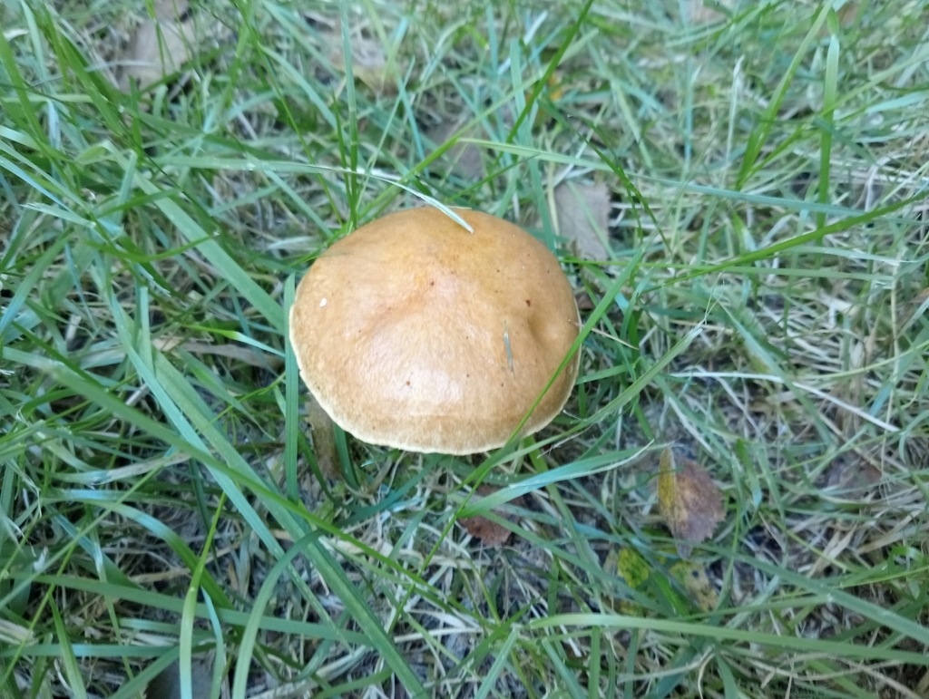 Suillus grevillei