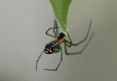 Leucauge argyrobapta