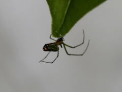 Leucauge argyrobapta
