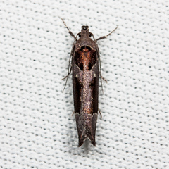 Pseudochelaria scabrella