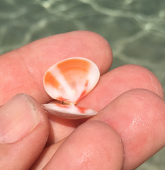 Heterodonax pacificus