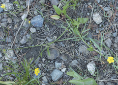 Ranunculus alismifolius