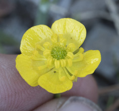 Ranunculus alismifolius