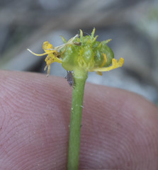 Ranunculus alismifolius