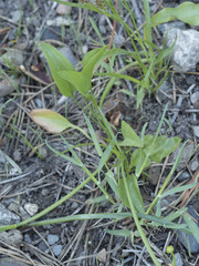 Ranunculus alismifolius