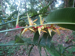 Heliconia schiedeana