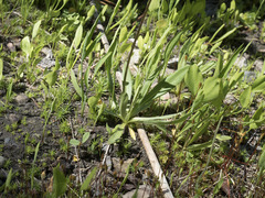 Primula tetrandra