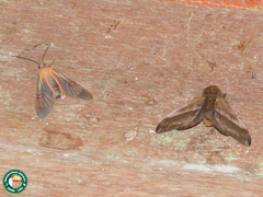 Cosmosoma cingulatum