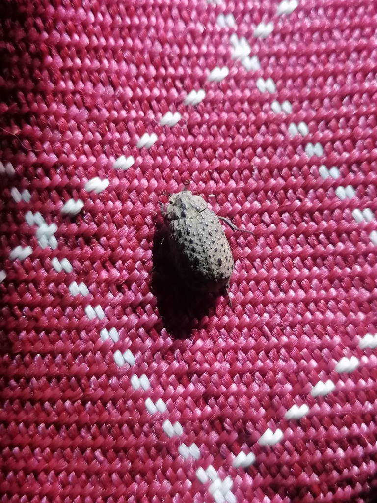 Polynoncus brevicollis