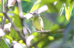 Todirostrum maculatum