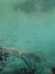 Salmo trutta fario