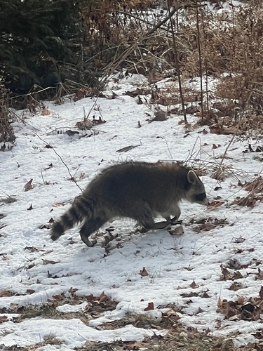 Common Raccoon