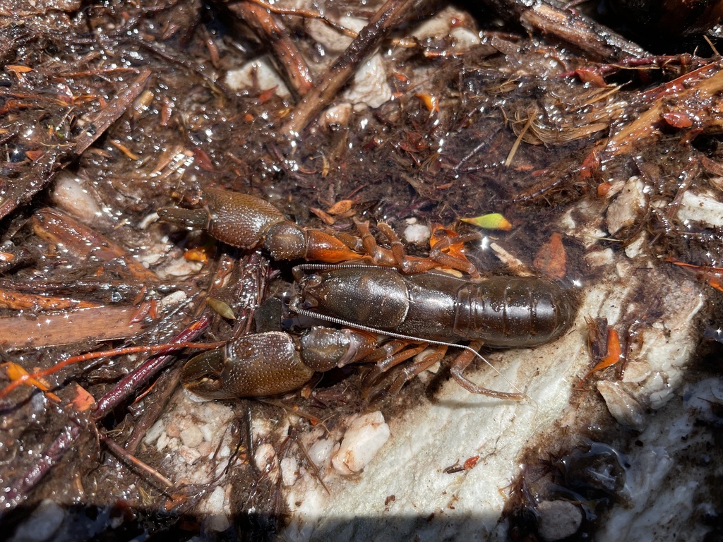 Ombrastacoides huonensis
