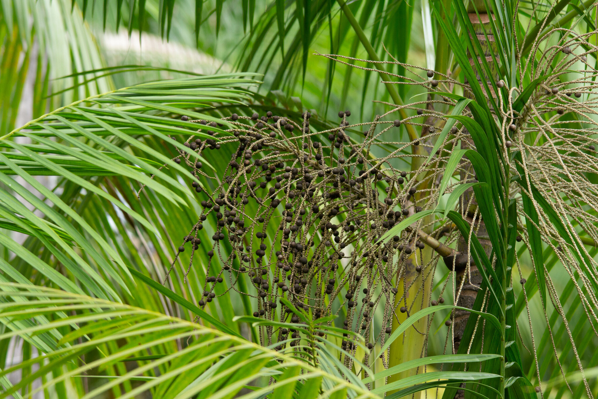 Euterpe oleracea
