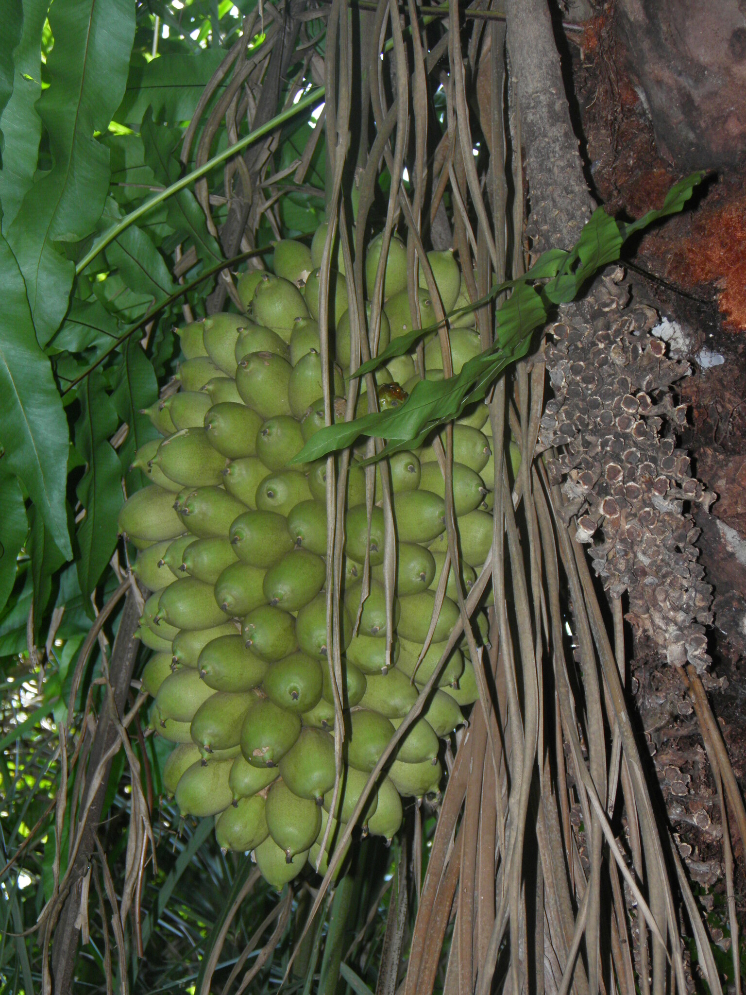 Attalea phalerata