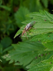 Charagmus gressorius