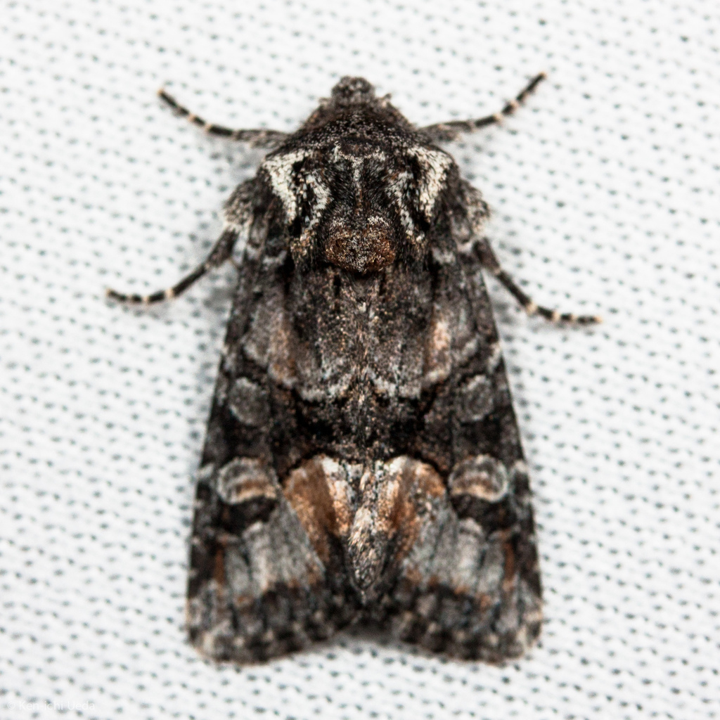 Red-spot Polia Moth