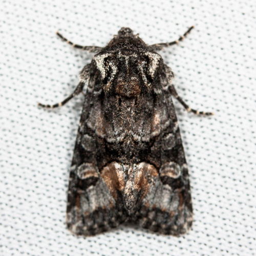 Red-spot Polia Moth