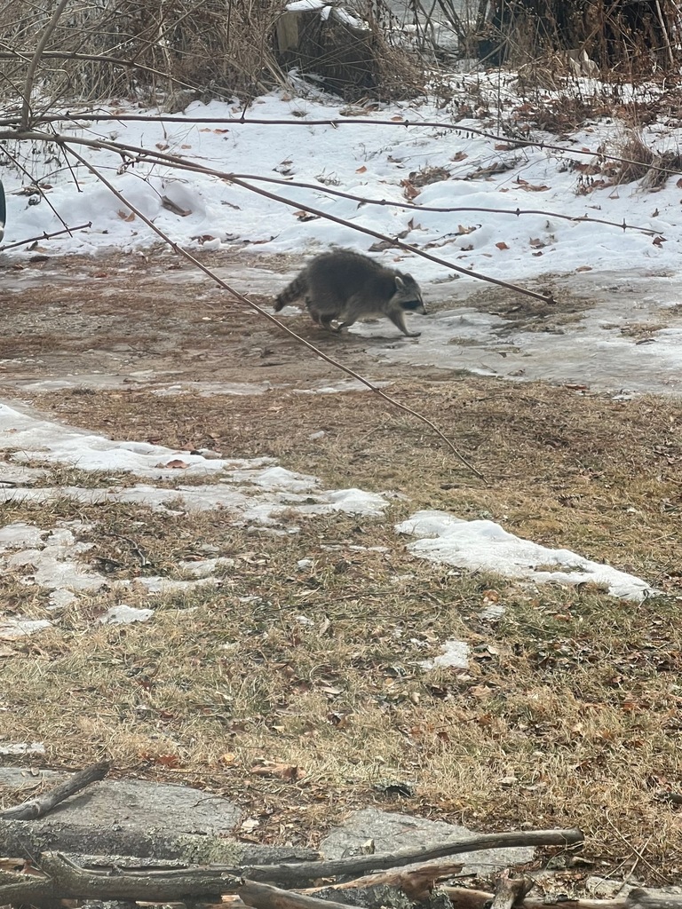 Common Raccoon