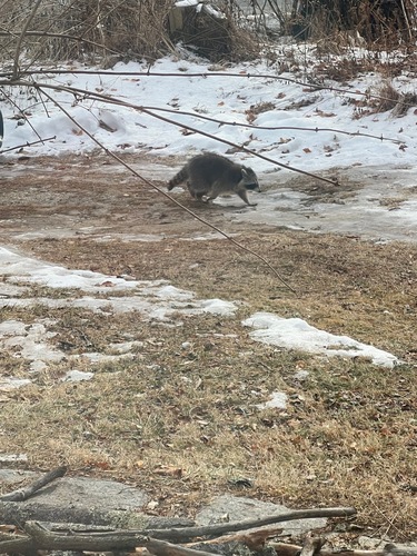 Common Raccoon