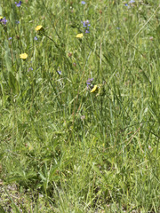 Potentilla gracilis fastigiata