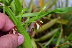 Prosthechea livida