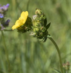 Potentilla gracilis fastigiata