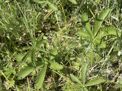 Potentilla gracilis fastigiata
