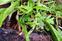 Prosthechea livida