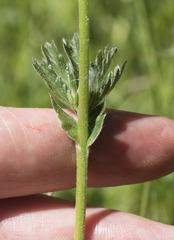 Potentilla gracilis fastigiata