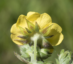 Potentilla gracilis fastigiata